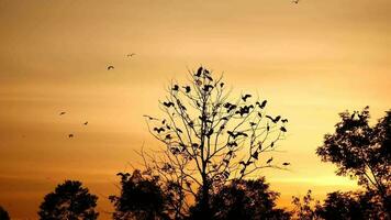birds silhouette perched and flying in sunset and natural scenic colors in sky in forest or jungle, birds silhouette sunset and colors in sky video