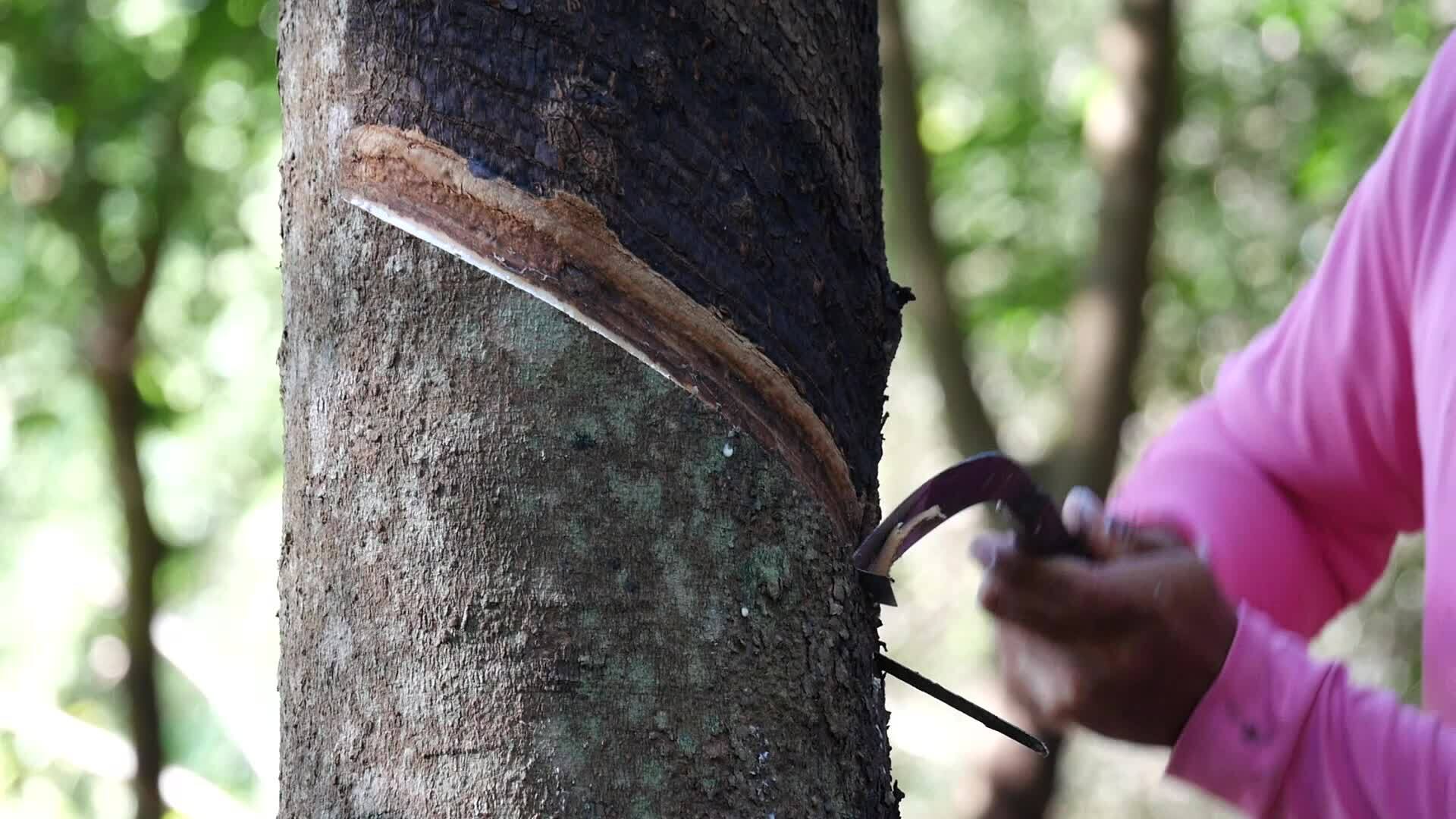Rubber planters are tapping rubber with a rubber tapping knife, worker