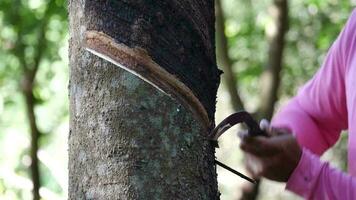 caucho jardineras son tocando caucho con un caucho tocando cuchillo, trabajador expertamente grifos el árbol, coleccionar sus valioso líquido látex, granjero caucho tocando video