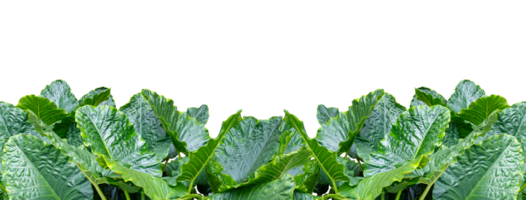 png do folha do alocasia gageana variegado isolado em transparente fundo, cheio quadro, Armação do verde folha, tropical alocasia caládio ou elefante orelha folha.
