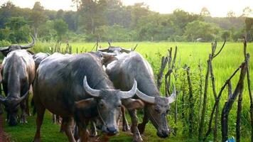un manada de búfalo roza cerca un arroz campo en tailandia video