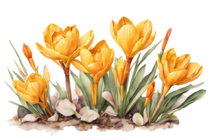 elegant Aquarell Frühling Gelb Krokus Blumen. Blumen- botanisch Illustration. ai generativ png