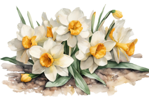 elegant Aquarell Frühling Narzisse Blumen. Narzissen. Blumen- botanisch Illustration. ai generativ png