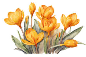 Elegant watercolor spring yellow crocus flowers. Floral botanical illustration. AI generative png