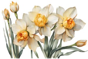 Elegant watercolor spring narcissus flowers. Daffodils. Floral botanical illustration. AI generative png