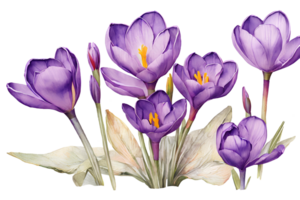 Elegant watercolor spring crocus flowers. Floral botanical illustration. AI generative png