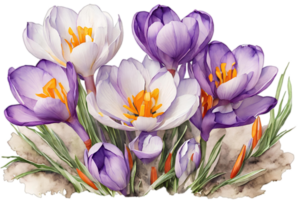 elegant Aquarell Frühling Krokus Blumen. Blumen- botanisch Illustration. ai generativ png