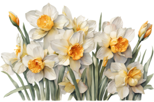 Elegant watercolor spring narcissus flowers. Daffodils. Floral botanical illustration. AI generative png