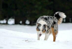 Australian shepherd in the snow photo
