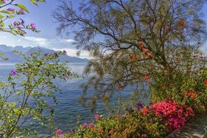 Plants and flowers next to Geneva Leman lake at Montreux, Switzerland photo