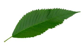 Leaves of Tongurai tree or Yellow elder. Isolated white background with clipping path. photo