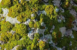 Bricks wall with lichens. Background texture photo