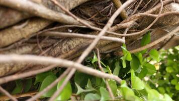 Close up view of branching tree trunk photo
