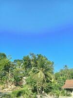 Coconut trees with beautiful clouds in the village photo