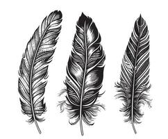 Feathers of birds sketch hand drawn Vector illustration