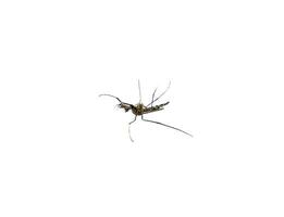 Mosquito species aedes aegyti side supine photo