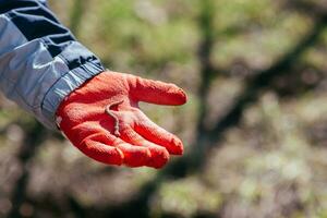 An earthworm lies on a glove in the palm of a farmer who worked in the garden photo