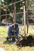 A man plants a young fruit tree. The farmer unpacks a new seedling and puts it in the ground. The concept of environmental protection and ecology photo