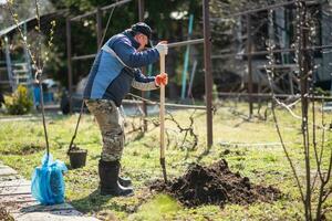 un hombre es plantando un joven árbol. el granjero es excavación el suelo con un pala para un pequeño planta de semillero. el concepto de proteccion de el ambiente y ecología foto