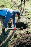 A man is planting a young tree. The farmer is digging the ground with a shovel for a small seedling. The concept of protection of the environment and ecology photo