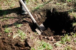 un hombre es plantando un joven árbol. el granjero es excavación el suelo con un pala para un pequeño planta de semillero. el concepto de proteccion de el ambiente y ecología foto