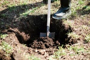 A man is planting a young tree. The farmer is digging the ground with a shovel for a small seedling. The concept of protection of the environment and ecology photo