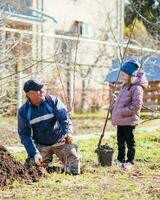 un padre y su hija son plantando un Fruta árbol foto