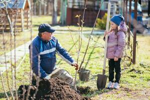 Happy father with his daughter planting a fruit tree photo