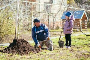 un padre y su hija son plantando un Fruta árbol foto