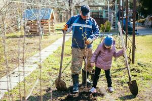 Father teaching his daughter how to plant a new tree in spring photo