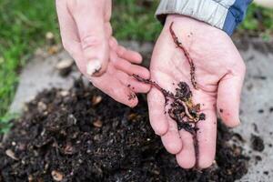 Earthworms for catching fish lie in the hand of a fisherman photo