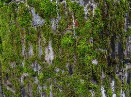 Bricks wall with lichens. Background texture photo