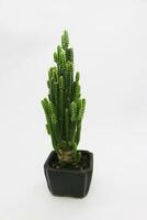 Cactus plant on white background photo