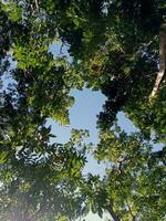 View of the trees from below photo