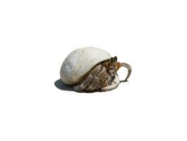 Hermit crab ensconce on white background photo