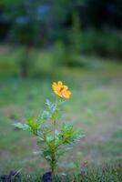 uno amarillo flor solo en oscuro tonos representando tristeza. esta flor crece en regiones cerca a el mar. foto