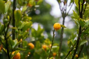 Wet bunch of fresh kumquats on the tree photo