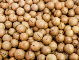 macadamia nuts color brown much photo