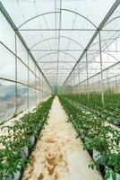 Hydroponic farming system, organic hydroponic vegetable garden in greenhouse. photo