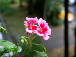 bonito rosado flores con verde brotes foto