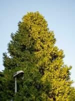Northern white cedar tree with street light post in its canopy photo