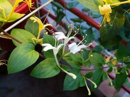 Beautiful white and yellow Japanese honeysuckle flowers photo