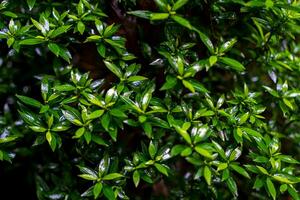 Perfect natural background of young honeysuckle leaves pattern after rain photo