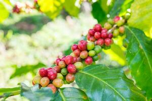 café frijoles arábica maduro en un árbol foto