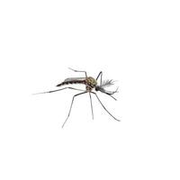 Mosquito species aedes aegyti side photo