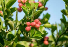 carunda, karonda Fruta racimo verde hoja foto