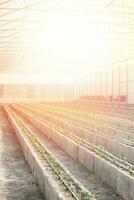 Rows of young tomato plants in a greenhouse photo