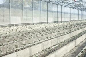 Rows of young tomato plants in a greenhouse photo