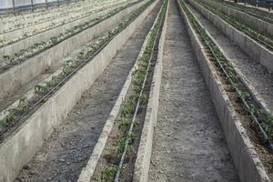 Rows of young tomato plants in a greenhouse photo