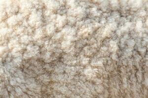 Wool soft sheep surface close up photo